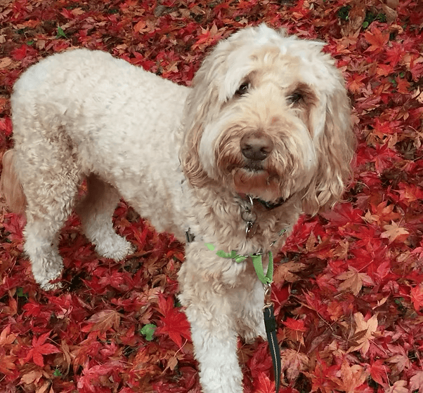 Cream-colored curly-haired dog standing on a thick bed of vibrant red autumn maple leaves.